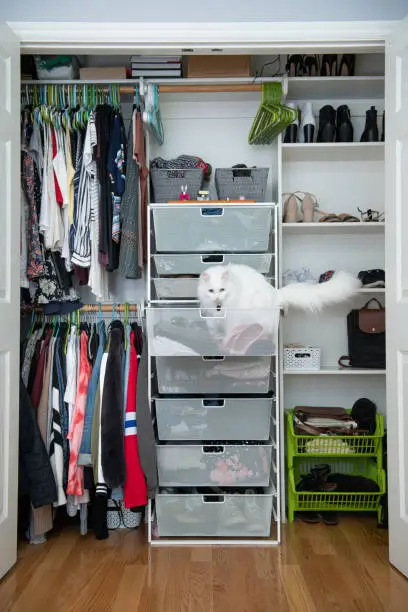 A stylish, organized closet with pull-out bins, hooks, and drawers for pet supplies, designed for pet owners’ convenience.