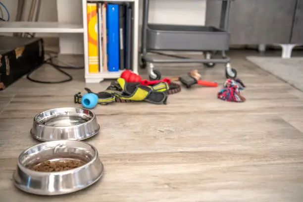 Custom closets for pet storage with cluttered gear